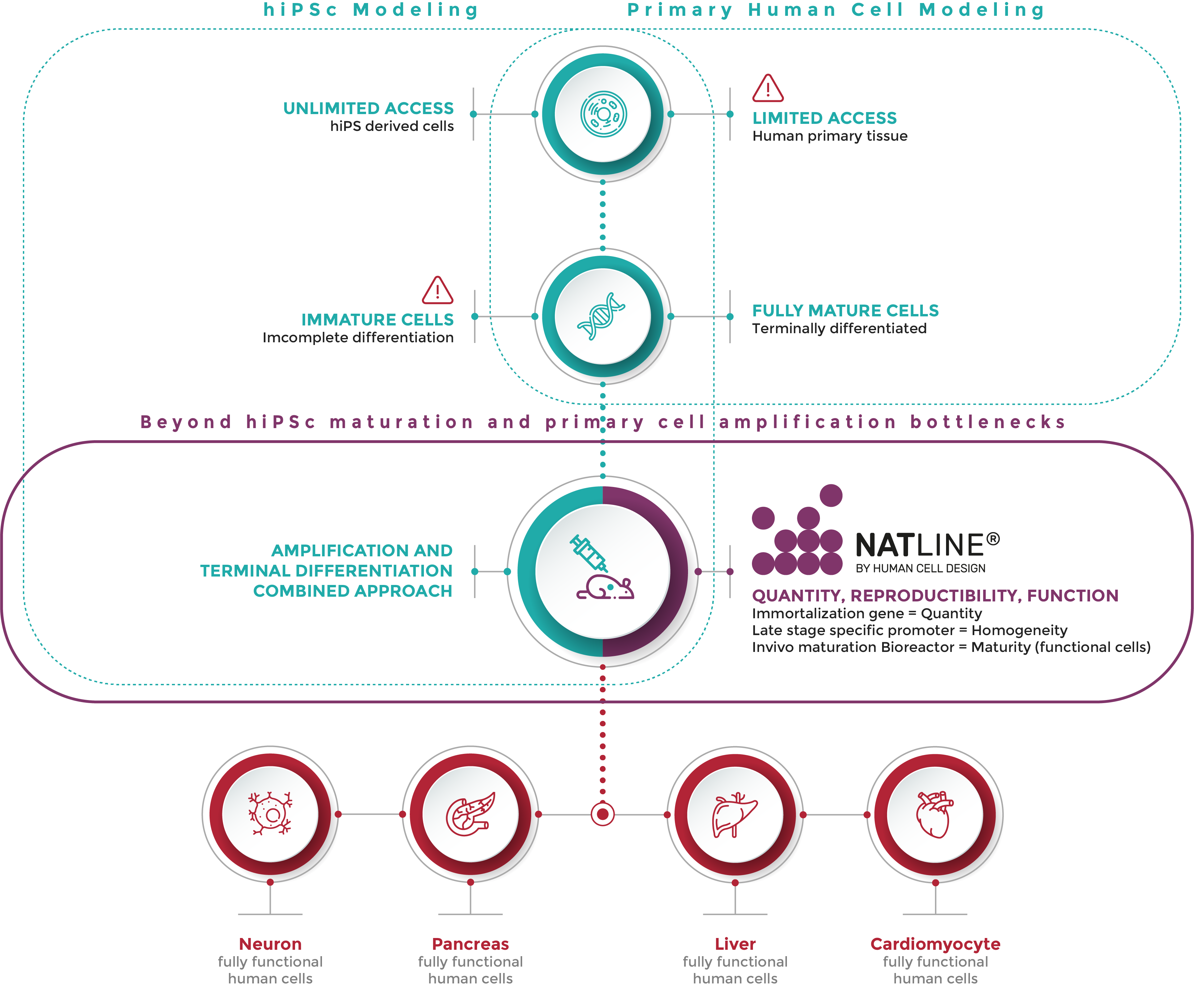 human-cell-design-schema-natline-platform