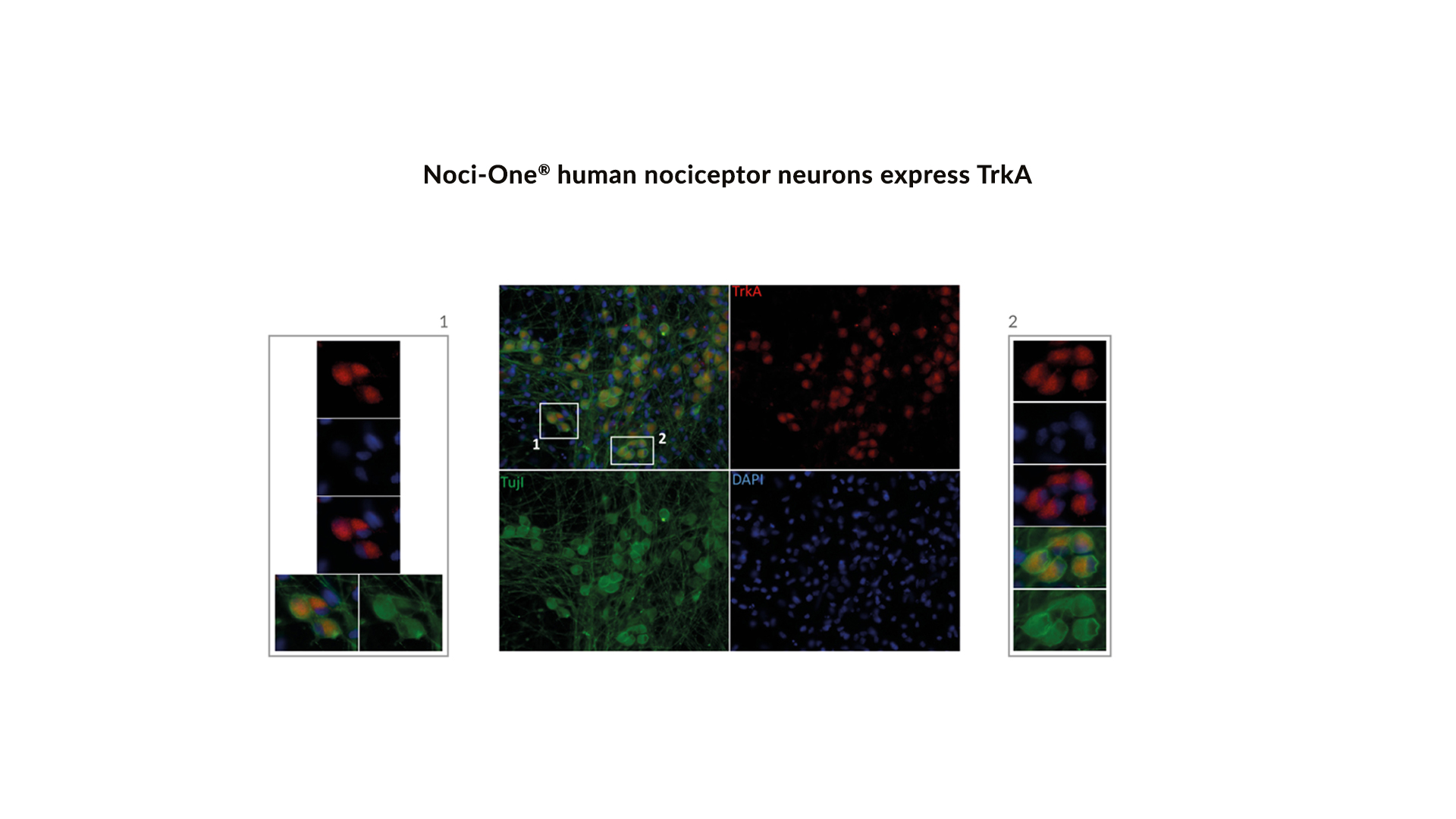 technical-validation-sheet-noci-one-human-cell-design-2020-12-figure-2