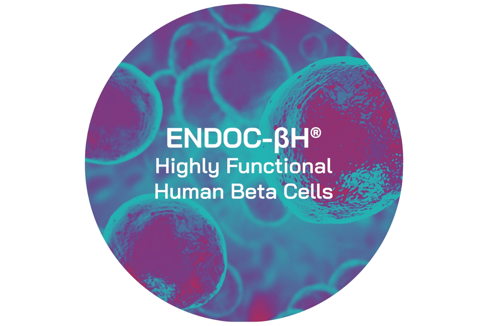 news-human-cell-design-new-endoc-bh5-human-beta-cells-100-pure-and-standardized-population