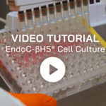 news-human-cell-design-video-tutorial-cell-culture-endoc-bh5-2024