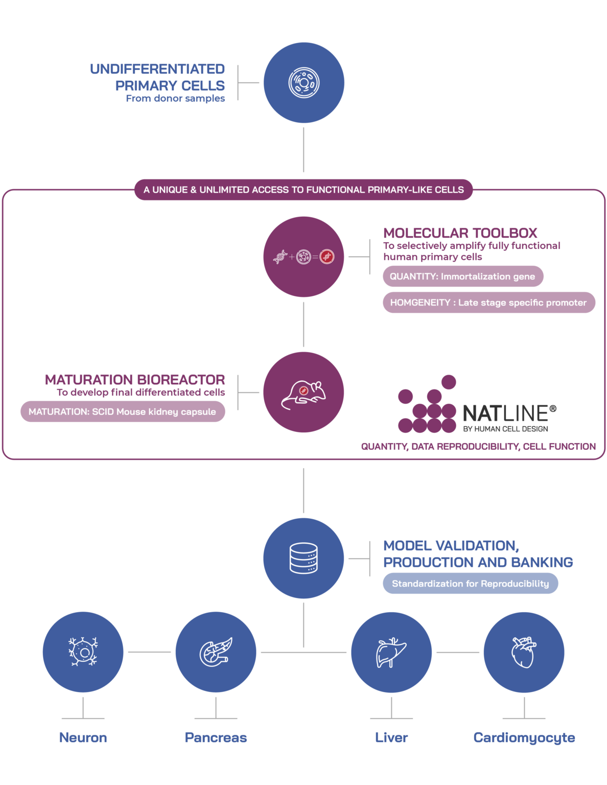 Natline Platform - Human Cell Design