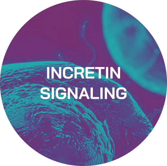 Incretin Signaling