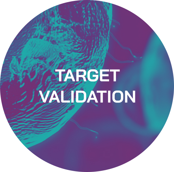 Target Validation
