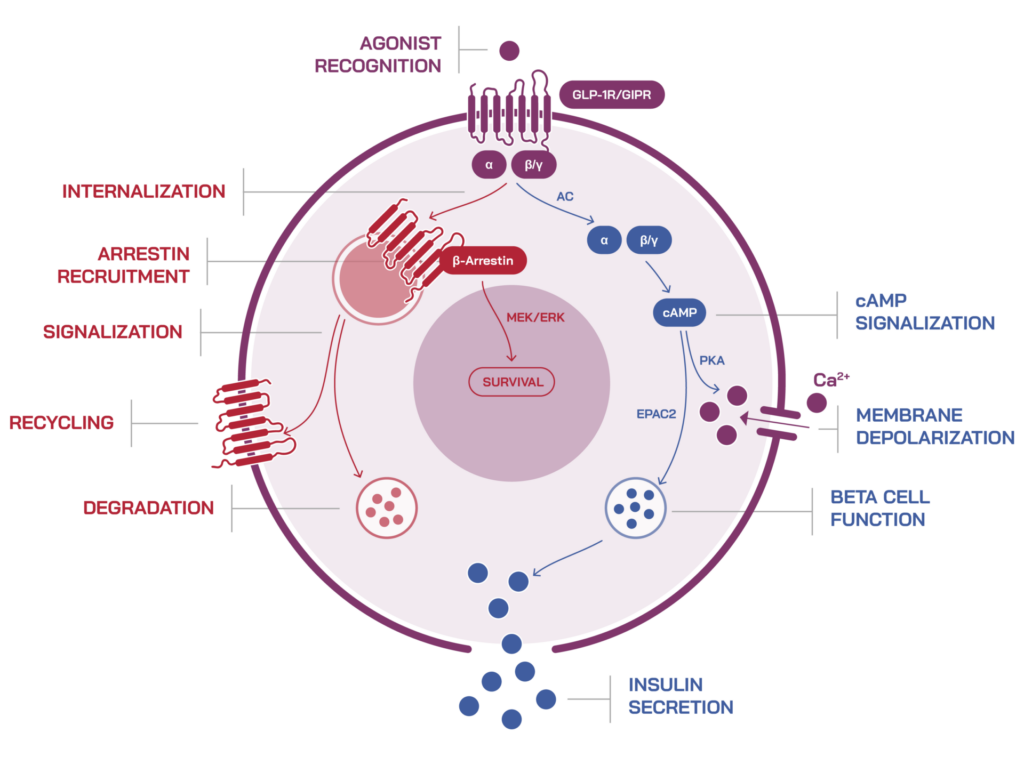 Physiological functional pathways of human beta cells in diabetes & obesity drug discovery research for biased agonist screening.